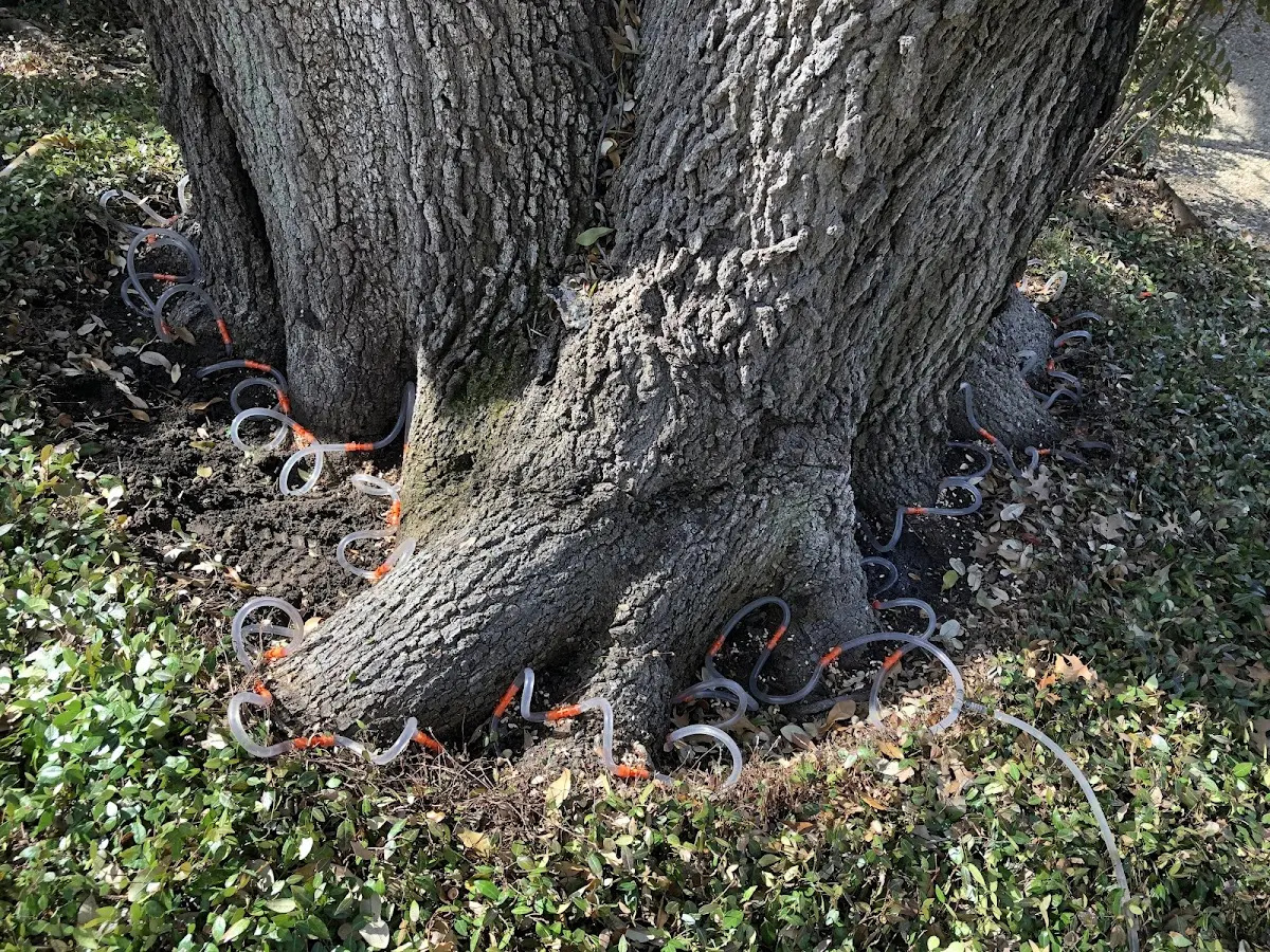 Detailed Tree Cabling and Bracing job site in Othello